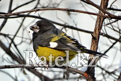 Седоголовый щегол (Carduelis caniceps). Птицы Казахстана. | Щегол, Птицы