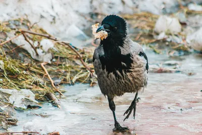Грозная птица, которая появляется в Алматы только самой суровой зимой |  Аналитический Интернет-портал
