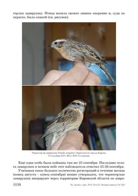 Птицы Кемеровской области - фото с названиями и описанием