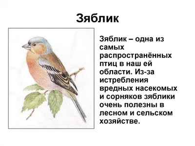 Интегрированный урок \"английский язык + биология\" по теме \"Животный мир Кемеровской  области (звери и птицы)\"