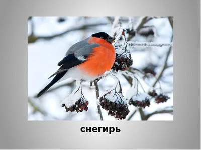 Статьи - Птицы Кемеровской области