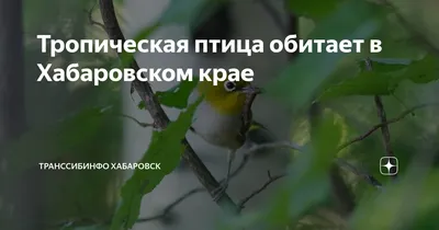 В мире их оставалось всего семь особей»: некогда почти истребленные птицы  помогут возродить экологический туризм в Хабаровске - KP.RU