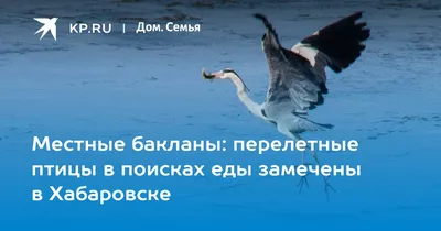 Наелись и спят: опьяневшие от ягод птицы падают под ноги хабаровчанам —  Новости Хабаровска