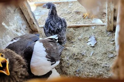 Местные бакланы: перелетные птицы в поисках еды замечены в Хабаровске -  KP.RU