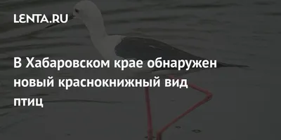 Страусиная ферма становится центром притяжения туристов в Хабаровском крае  | Транссибинфо Хабаровск | Дзен