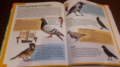 В Хабаровском крае обнаружен новый краснокнижный вид птиц: Природа: Моя  страна: Lenta.ru