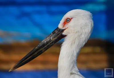 Питомник для редчайших птиц построят под Хабаровском — Новости Хабаровска