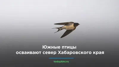 Жар-птица приземлилась на главной площади Хабаровска