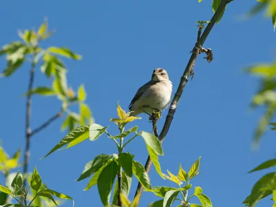 Хабаровск, первые птицы