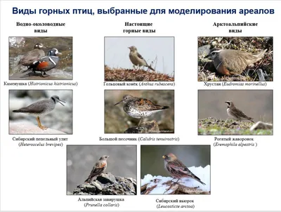 Дальневосточная жар-птица вернулась в край — Новости Хабаровска