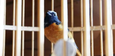 В Хабаровском крае сняли карантин по гриппу птиц – Агроинвестор