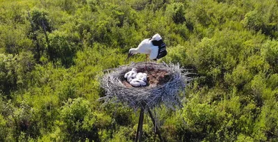 Бакланы в Хабаровском крае ждут появления птенцов | ОБЩЕСТВО | АиФ Хабаровск