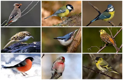 Зимующие в наших краях птицы - 46 фото