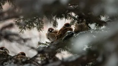 Хохотунья и старик - в Хабаровском крае обживаются новые птицы — Новости  Хабаровска