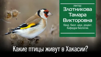Птицы Хакасии - 50 фото