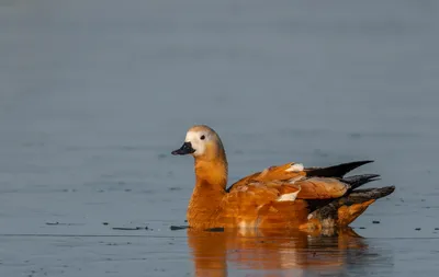 Какие птицы прилетают в Хакасию первыми: интервью с орнитологом - Пульс  Хакасии