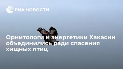 Какие птицы живут в Хакасии? - YouTube