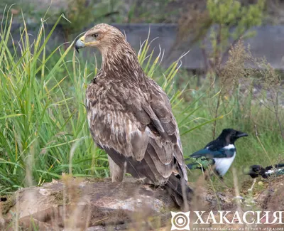 Хищные птицы хакасии - 75 фото