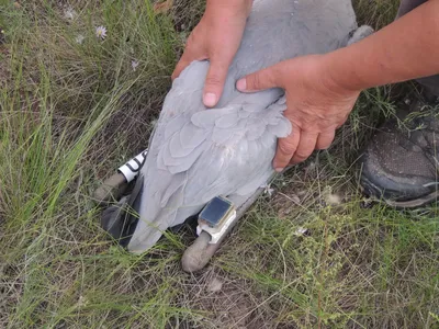 В Хакасии исчезают водоплавающие птицы | Медиагруппа \"Юг Сибири\"