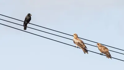 Национальный парк Шушенский бор приглашает жителей Хакасии понаблюдать за  птицами - МК Хакасия