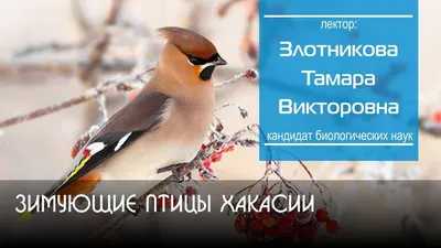 Удивительное явление: в Хакасии заметили крупную краснокнижную птицу