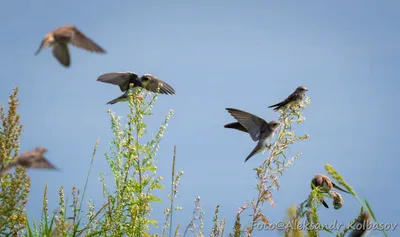 Проблема безопасности редких птиц в Хакасии пока не решена полностью