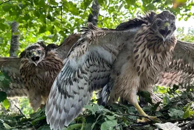 Общий Kestrel, Tinnunculus Falco, маленькие хищные птицы сидя на стволе  дерева, Германии Птицы в среду обитания природы Общий Ke Стоковое  Изображение - изображение насчитывающей перо, природа: 75950037