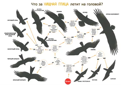 Схема-определитель хищных птиц | Эскизы животных, Хищные птицы, Рисовать
