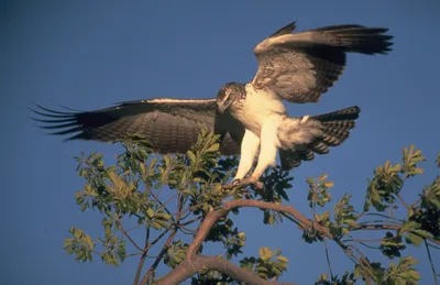 Казахстан: редкие хищные птицы расправляют крылья | Eurasianet