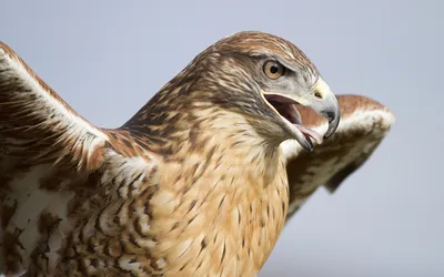 Про хищных птиц | Пикабу