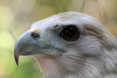 Фото перелетных хищных птиц Чернобыльского заповедника