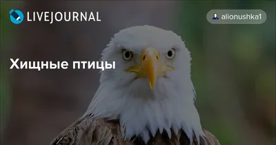 Хищные птицы. Интерактивные страницы про хищных птиц (Елена Солдатова)  скачать недорого, отзывы