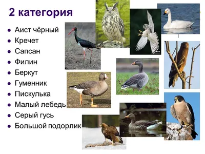 Презентация на тему \"Разнообразие птиц Югры\"