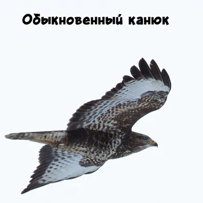 Хищные птицы с названием: 2 тыс изображений найдено в Яндекс Картинках