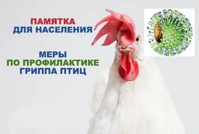 Краснокнижную птицу спасает зооволонтер из Ханты-Мансийска | Общество |  Окружная телерадиокомпания Югра