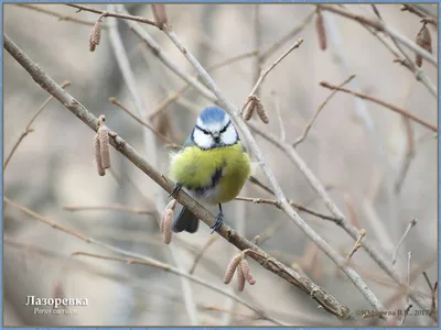 1 апреля отмечается международный день птиц | 31.03.2017 | Кисловодск -  БезФормата