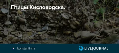 Ко Дню орнитолога в Кисловодске запустили акцию по сбору корма для  городских птиц - АТВмедиа