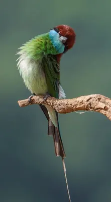 Працоўная слава - ФОТОФАКТ: Птицы на цветущих деревьях в Китае