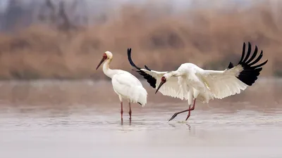 Птицы, обитающие в парке Сиху на востоке Китая (5)