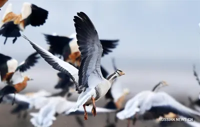Танцующие\" птицы украсили зимний пейзаж в парке Гуаньшаньху на юго-западе  Китая _russian.china.org.cn