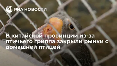 Журнал «КИТАЙ»-Перелетные птицы на озере Поянху