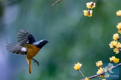 Фотофакт. 47 новых видов птиц обогатили биоразнообразие национального  заповедника в Китае