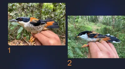 Птицы Китая стоковое фото. изображение насчитывающей кабель - 48258786