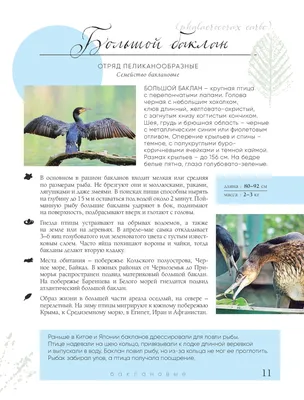 Северная олуша - самая крупная и впечатляющая птица северной Атлантики |  Кафедра зоологии | Дзен