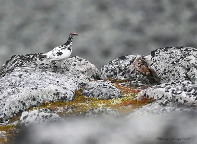 Птицы кольского полуострова - 64 фото