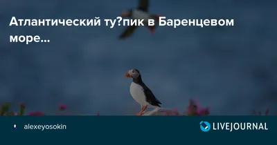 В Мурманской области выявляют новые виды птиц - Интернет-издание Kn51.ru