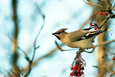 Зимующие птицы Костромской области - 49 фото