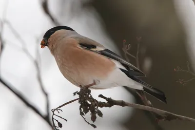 Зимующие птицы Костромской области - 49 фото