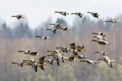 На северо-восток Костромской области прилетели тысячи птиц из Европы -  Logos44