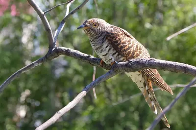Птицы Костромской области - фото с названиями и описанием